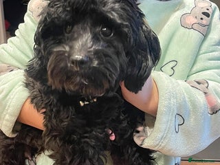 Shihpoo dogs - Advert 1