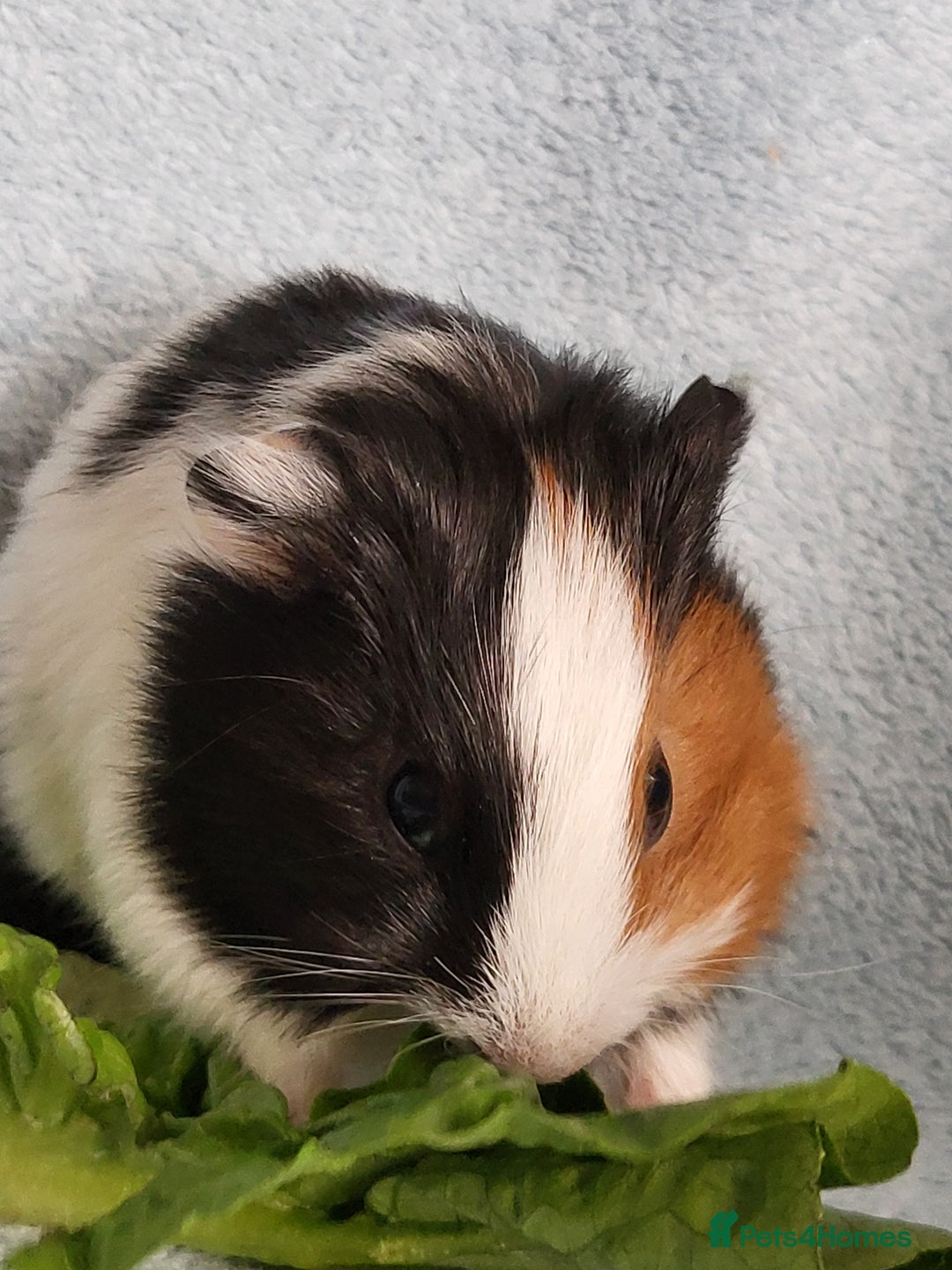 Guinea Pig rodents for sale: 3 boys and 1 girl ready now - Image 7