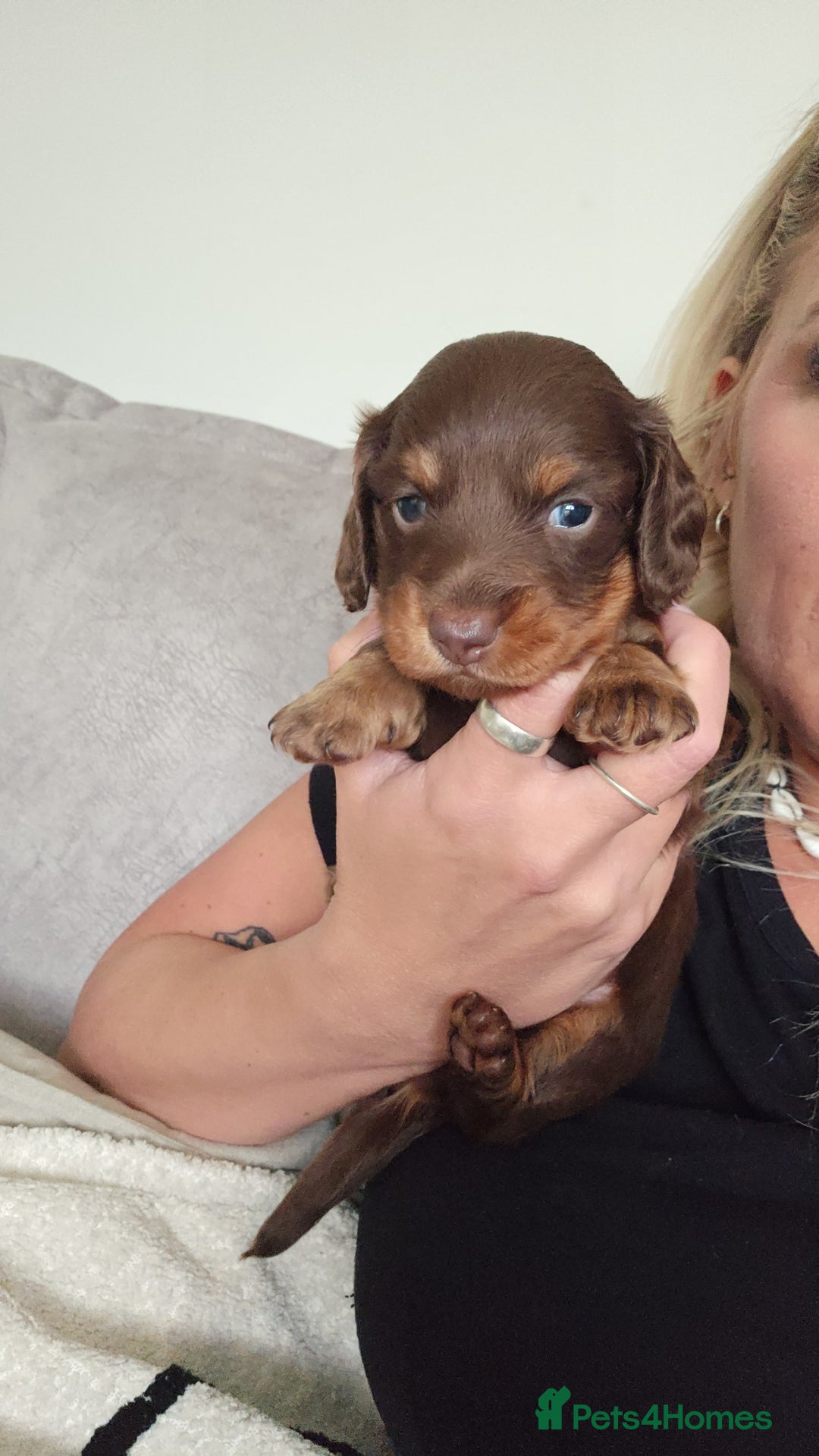 Miniature Dachshund dogs for sale: Chocolate & tan long haired miniature dachsund - Image 1