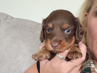 Miniature Dachshund dogs - Advert 1