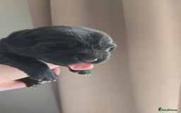 Labrador Retriever dogs for sale: Black labrador puppies  - Image 7
