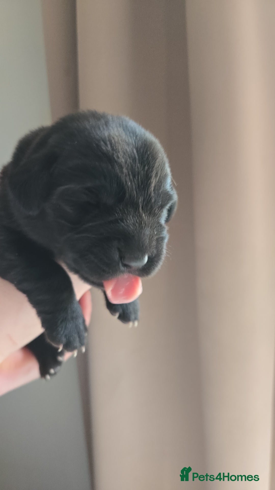 Labrador Retriever dogs for sale: Black labrador puppies  - Image 7
