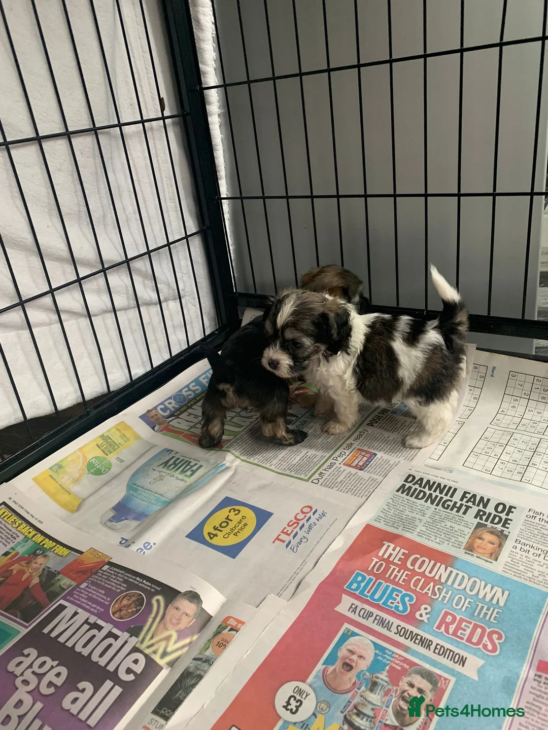 Chinese Crested dogs for stud: True hairless boy ready for stud in Sheffield - Advert 9