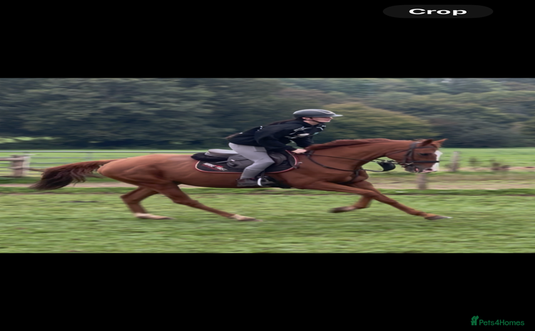 English Thoroughbred horses King the local superstar - Advert 2