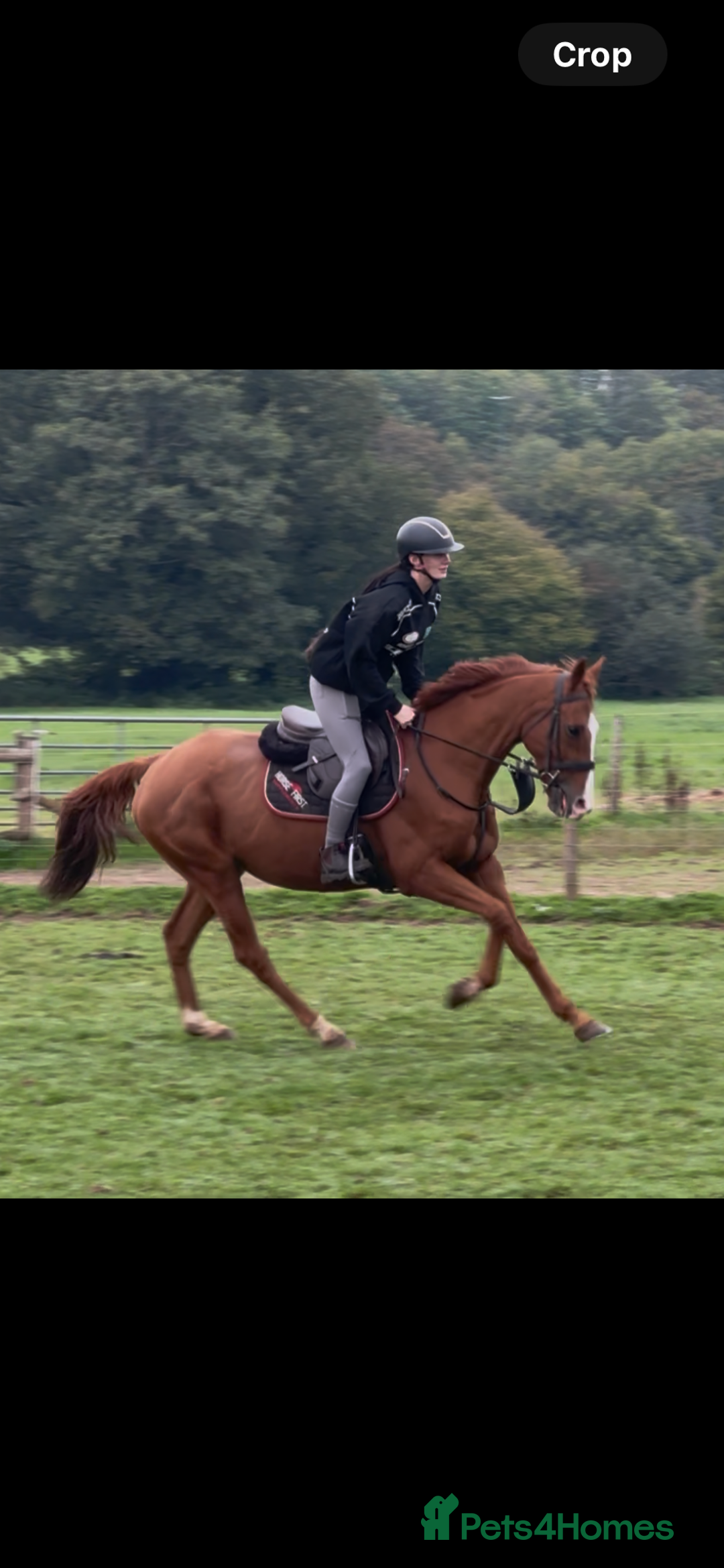 English Thoroughbred horses for sale: King the local superstar - Image 4