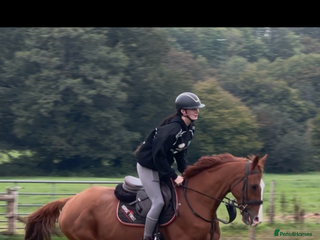 English Thoroughbred horses King the local superstar - Advert 1