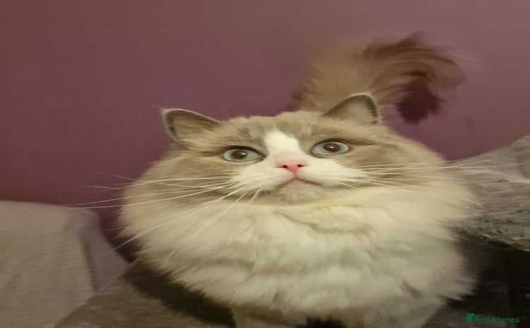 Ragdoll cats - Advert 16