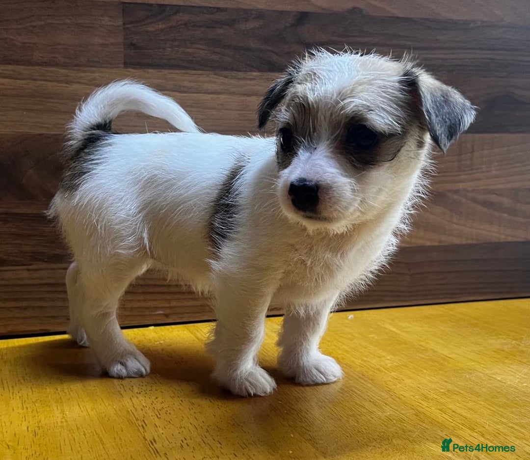 Mixed Breed dogs for sale: Jack Russell with a hint of Bichon Frise. - Image 1
