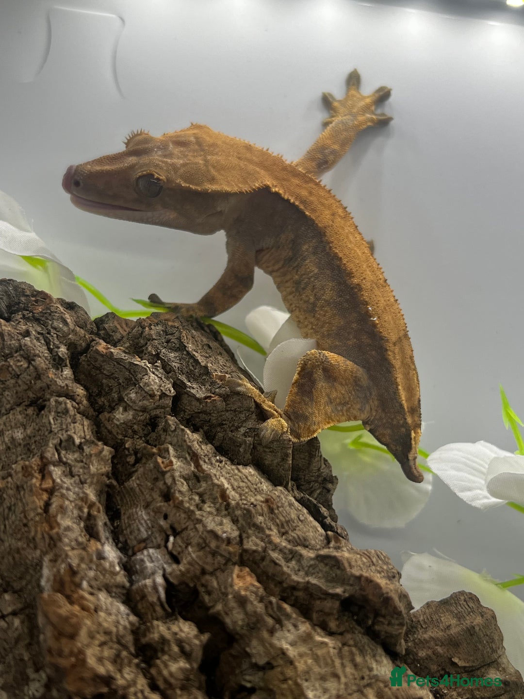 Gecko reptiles for sale: Geckos for sale.  - Image 6