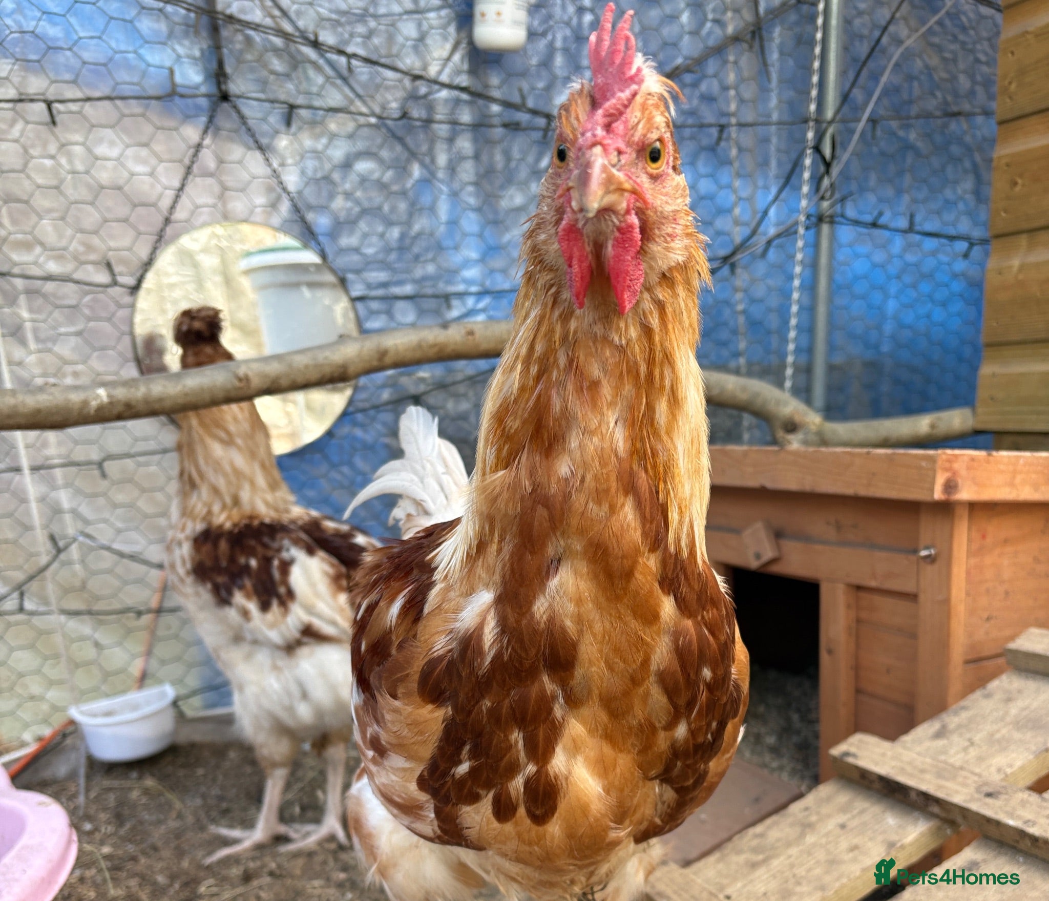 Chickens poultry young friendly cockerel  - Advert 1
