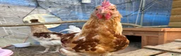 Chickens poultry for sale: young friendly cockerel  - Advert 1
