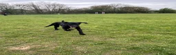 Labrador Retriever dogs for sale: Lab puppy for sale  - Advert 7