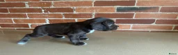 Cockerdor dogs for sale: Cockerdor puppies - Advert 16