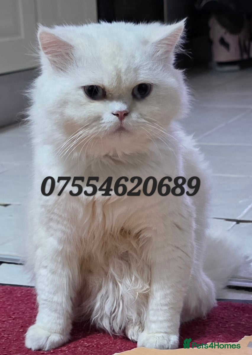 Persian cats Chinchilla Persian Male Cat For Sale - Advert 13