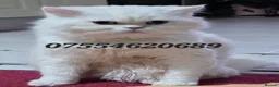 Persian cats for sale: Chinchilla Persian Male Cat For Sale - Advert 1