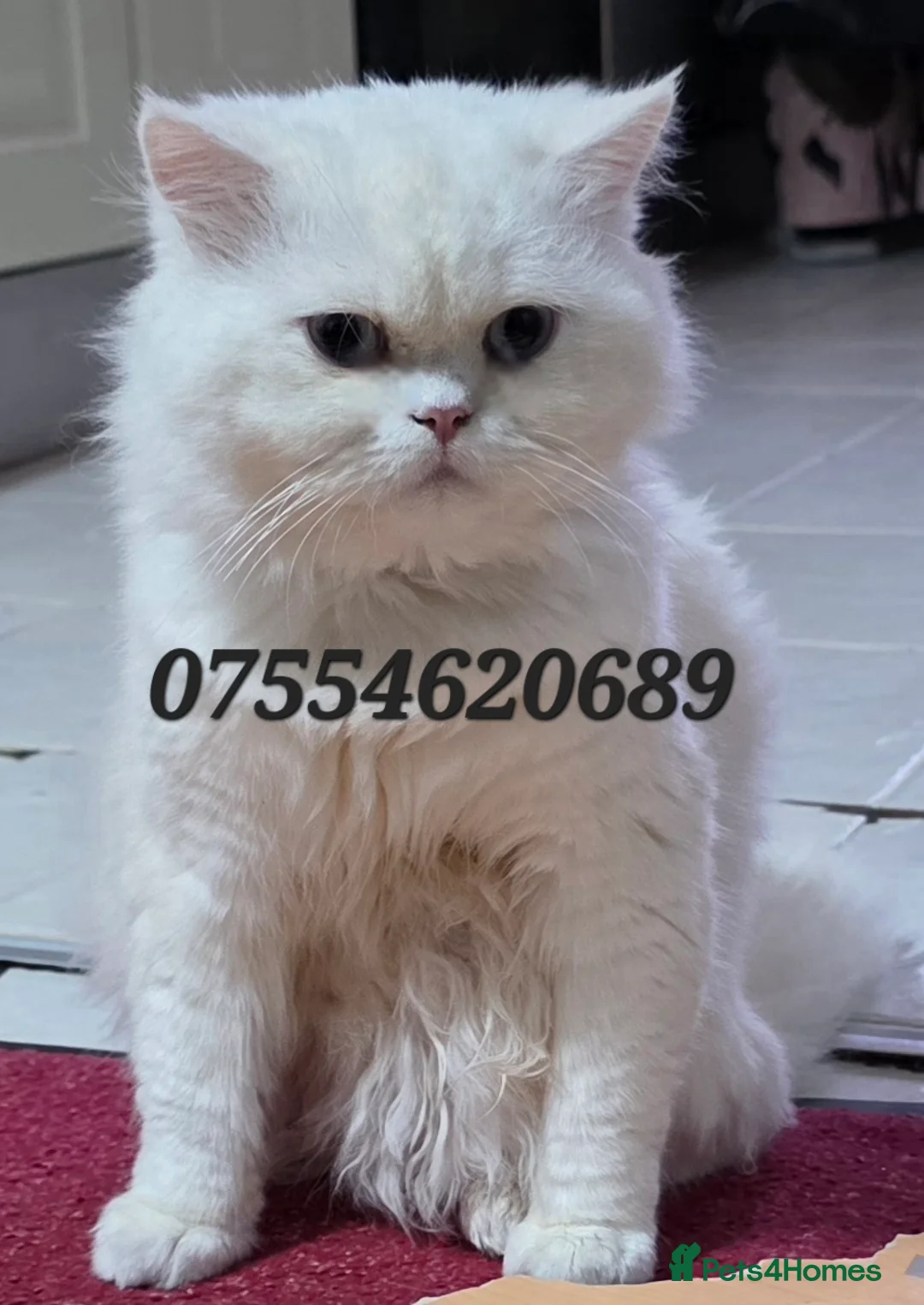 Persian cats for sale: Chinchilla Persian Male Cat For Sale - Advert 1