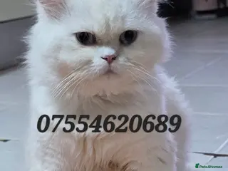 Persian cats Chinchilla Persian Male Cat For Sale - Advert 13
