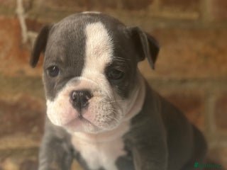 English Bulldog dogs 🌟 health tested parents 🌟 Olde English Puppies🌟 - Advert 1