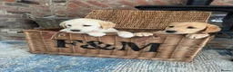 Labrador Retriever dogs for sale: Stunning chunky Labrador puppies - Advert 7