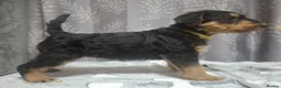 Airedale Terrier dogs for sale: Gorgeous Airedale Litter! - Advert 12
