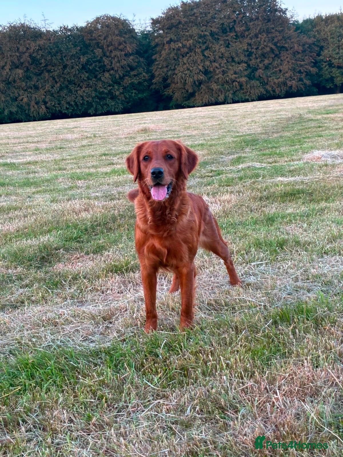 Golden Retriever dogs Beautiful Very dark red golden retriever  - Advert 1