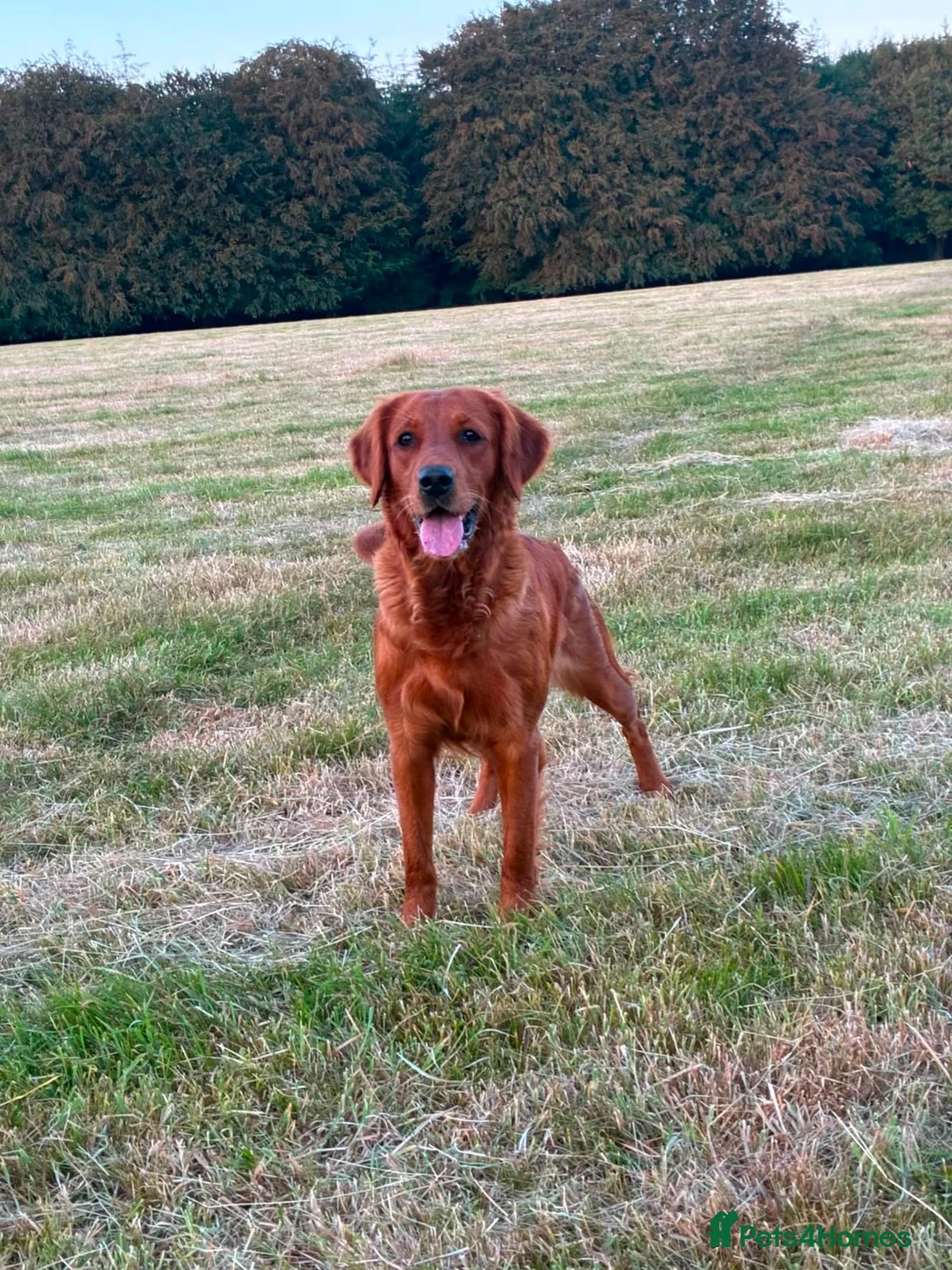 Golden Retriever dogs for sale: Beautiful Very dark red golden retriever  - Advert 1