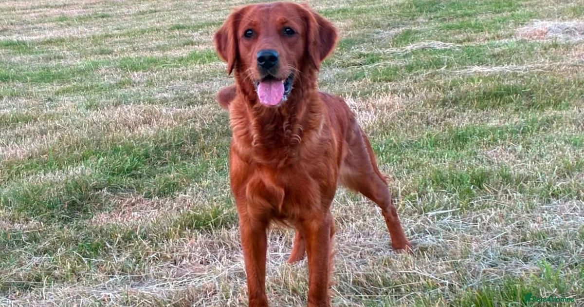Golden Retriever Golden Retriever Puppies For Sale Pets4Homes golden-retriever-golden-retriever-puppies-for-sale-pets4homes