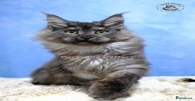 Maine Coon cats TICA registered Maine coon kittens READY NOW - Advert 7