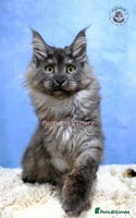 Maine Coon cats TICA registered Maine coon kittens READY NOW - Advert 7