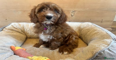 Cavapoo dogs - Advert 12