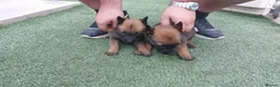 Belgian Shepherd Dog dogs for sale: Outstanding Belgium malinois puppies  - Advert 25