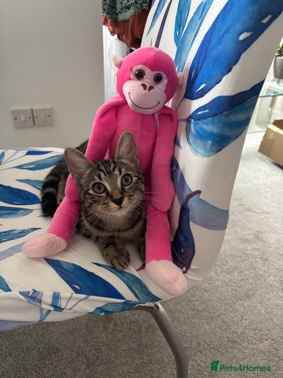 European cats for sale: Russian tabby 🥰 - Image 3