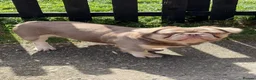 French Bulldog dogs for stud: 🐾 fluffy French Bulldog available for Stud 🐾 - Advert 4