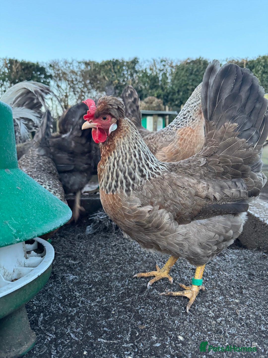 Chickens poultry for sale: Cream crested legbar - Image 2