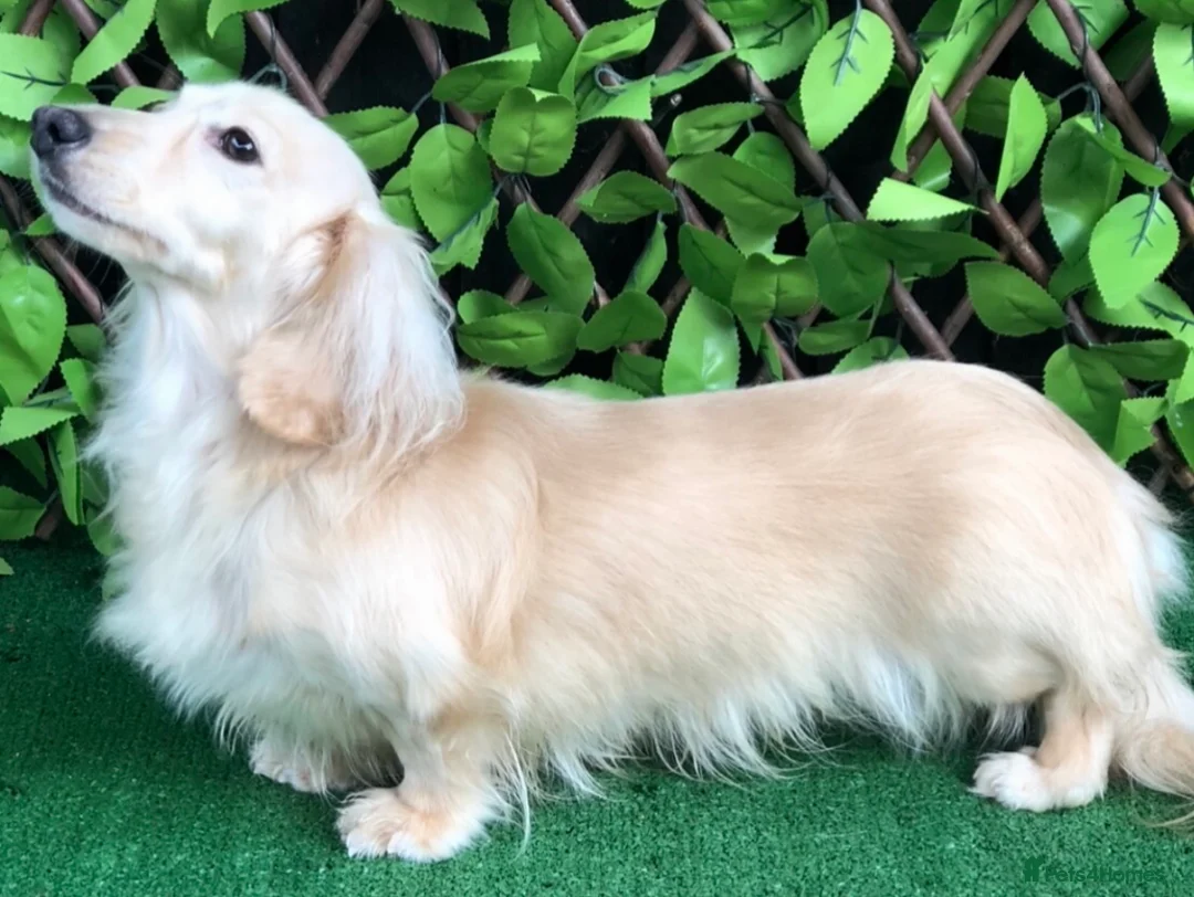 Miniature Dachshund dogs for stud: True Pure English Cream longhaired (ee ii DYDY ss) in Upminster - Advert 1