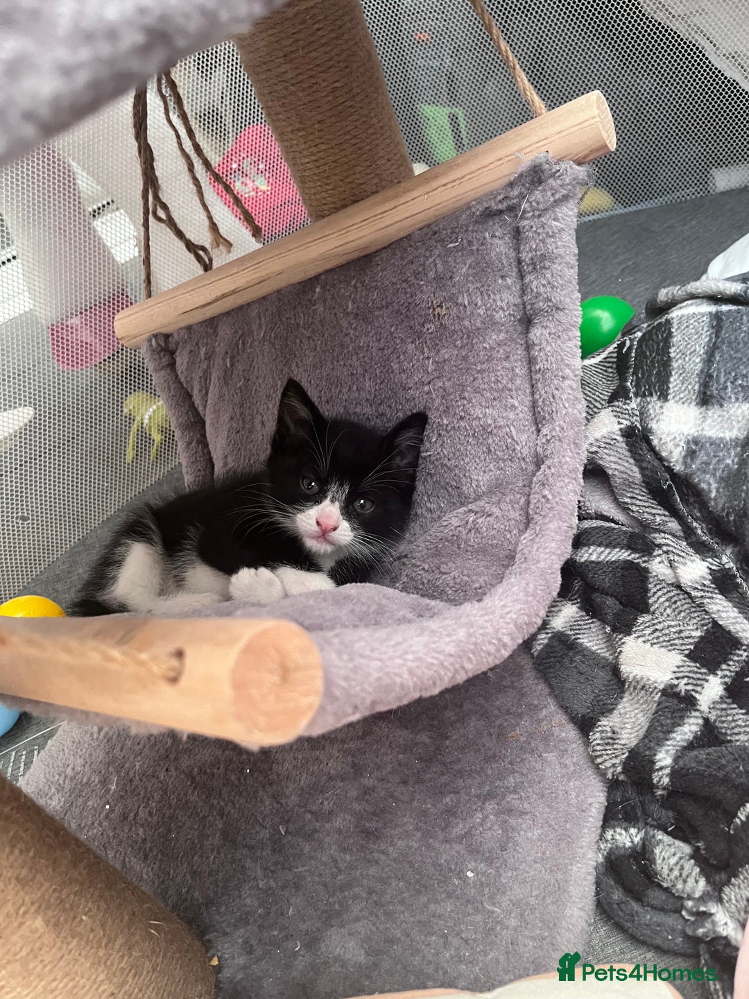 Mixed Breed cats for sale: Tuxedo male kitten - black/white - Advert 2