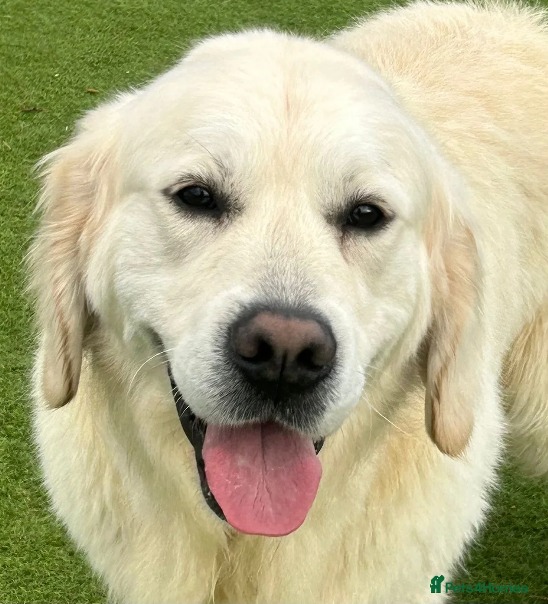 Golden Retriever dogs for stud: “Hank” kenbloom Leo - Advert 4