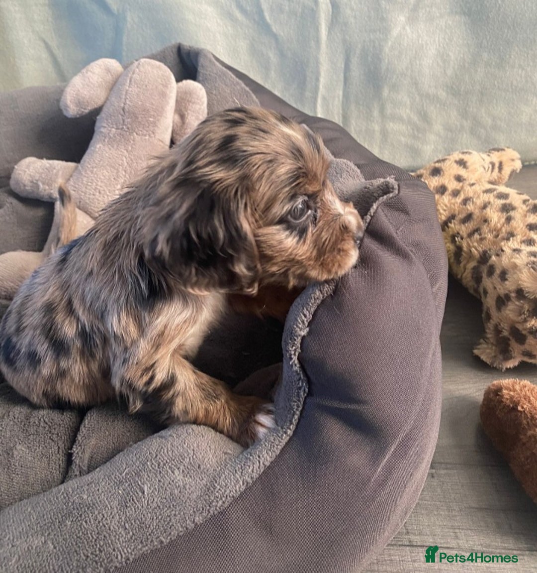 Cocker Spaniel dogs for sale: Cocker spaniel  puppies  - Advert 4