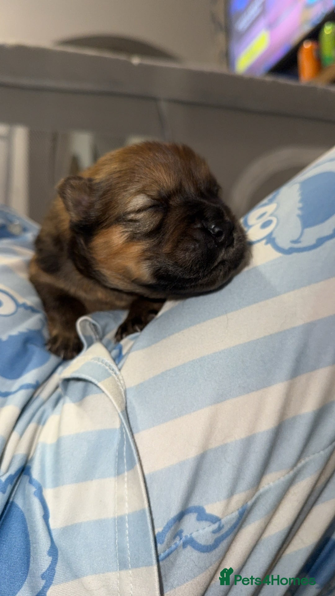 Chow Chow dogs for sale: Chow chow puppies  - Advert 9