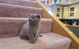 Scottish Fold cats for sale: 1 BSH Boy AVAILABLE. in Sheffield - Image 21