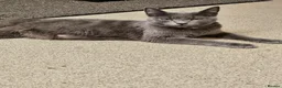 Mixed Breed cats for sale: Russian blue x  - Advert 3