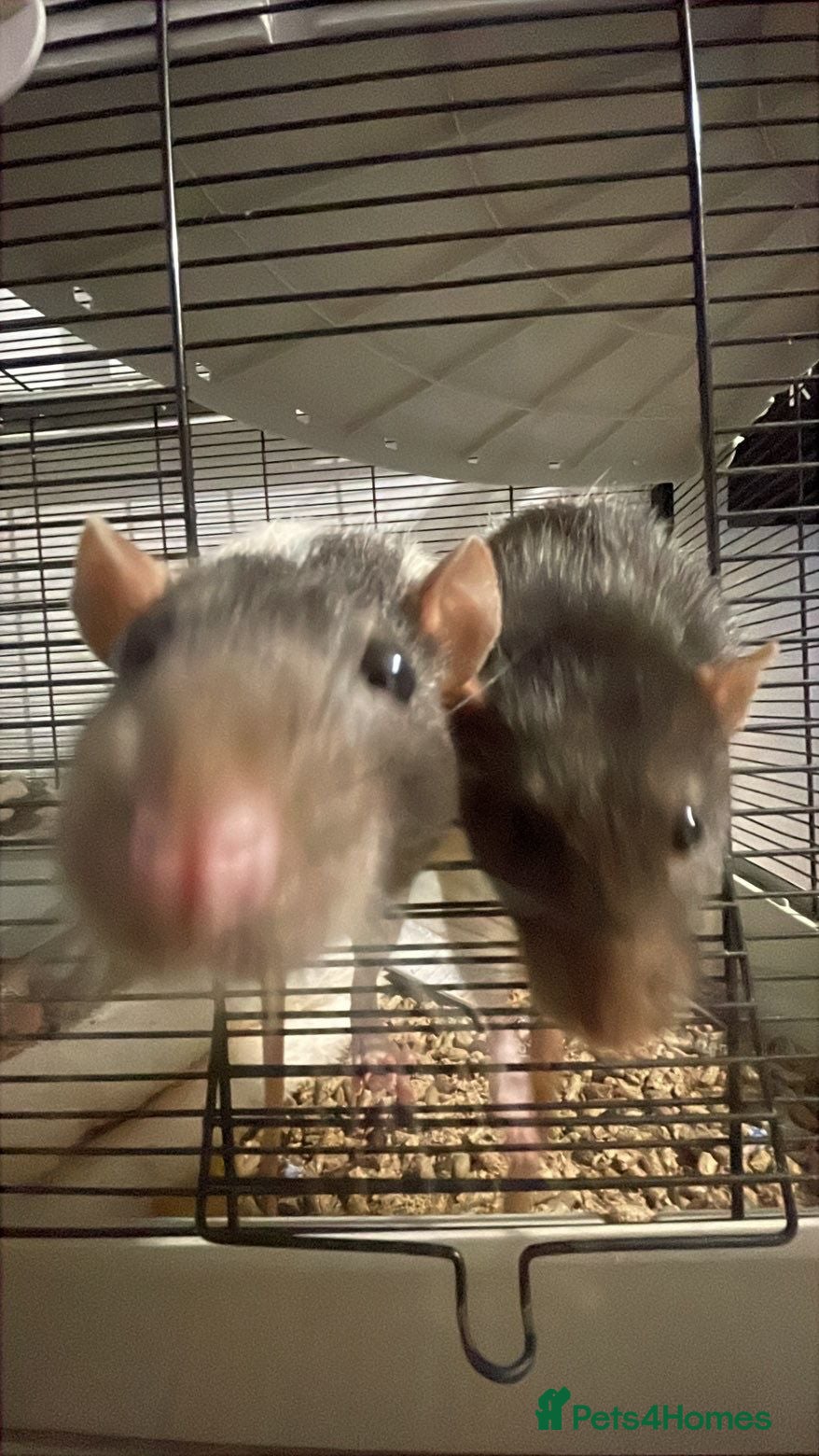 Rat rodents 2 male rats and cage  - Advert 1