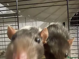 Rat rodents 2 male rats and cage - Advert 15