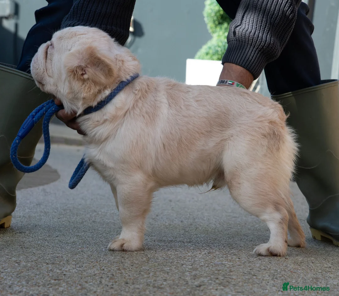 French Bulldog dogs for stud: FLUFFY FRENCHIE in Derby - Advert 2