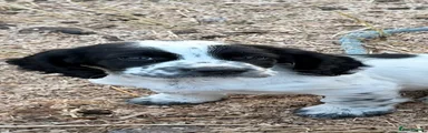 Sprocker 1