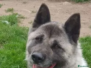 Akita dogs Tigi in Worksop - Advert 3
