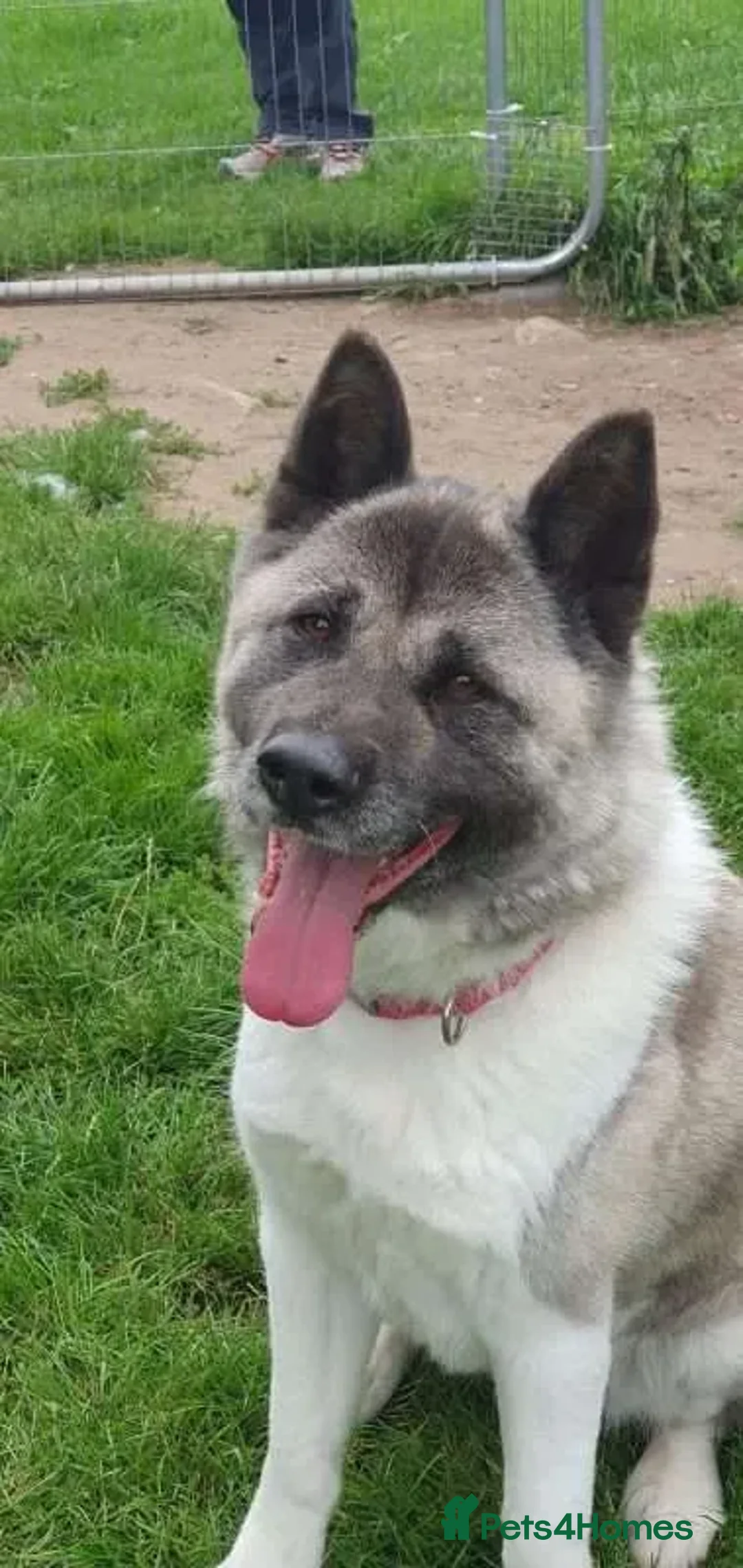 Akita dogs for adoption: Tigi  in Worksop - Advert 1