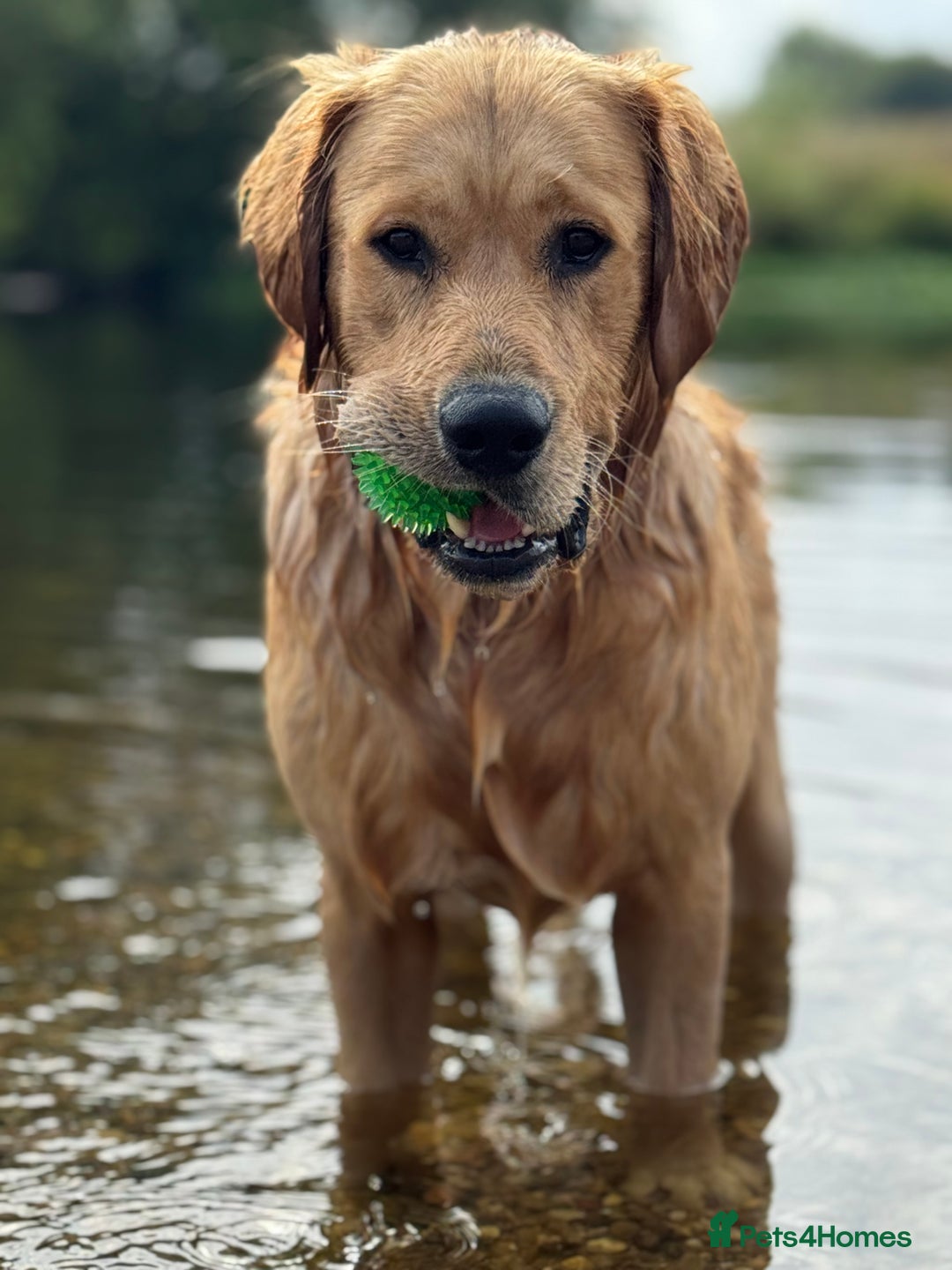 Golden Retriever dogs for stud: Golden retriever - Image 5