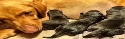 Labrador Retriever dogs for sale: Beautiful chunky black Labrador puppies  in Wickford - Advert 3