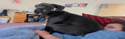 Cane Corso dogs for sale: Italian pure breed Cane Corso in Mablethorpe - Advert 2